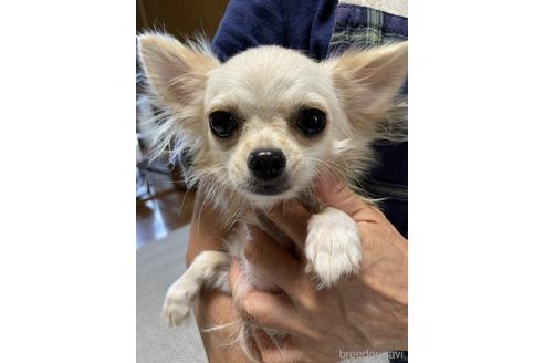 販売中のチワワ(ロングコート)の親犬